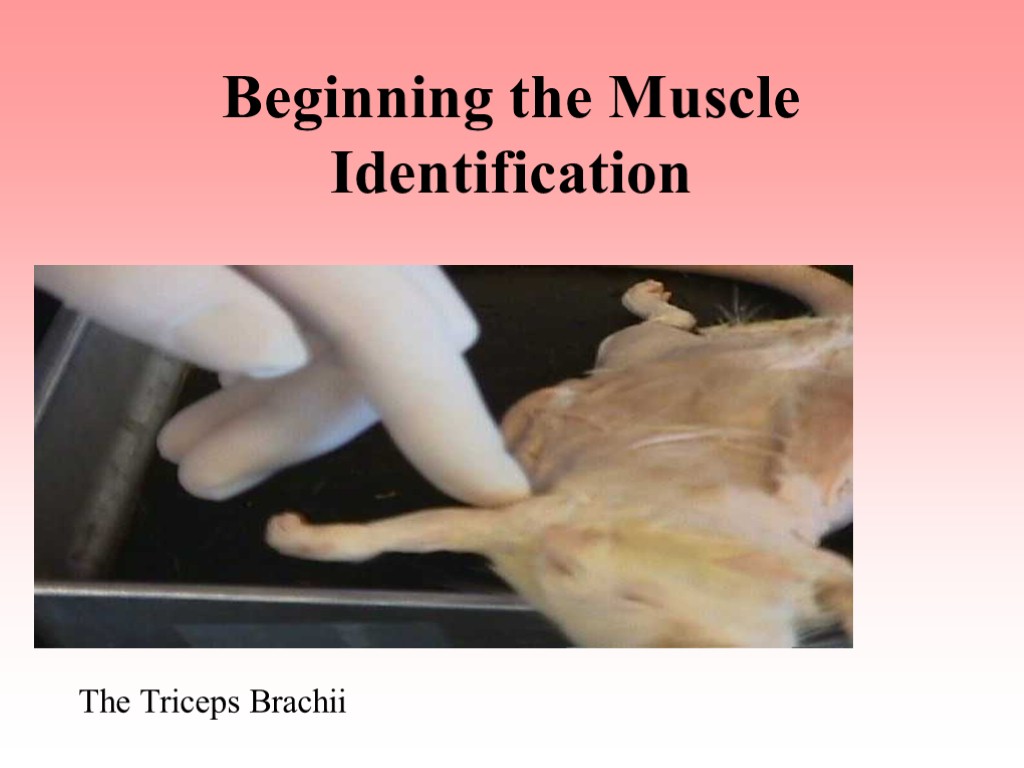 Beginning the Muscle Identification The Triceps Brachii